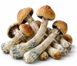Mushrooms
